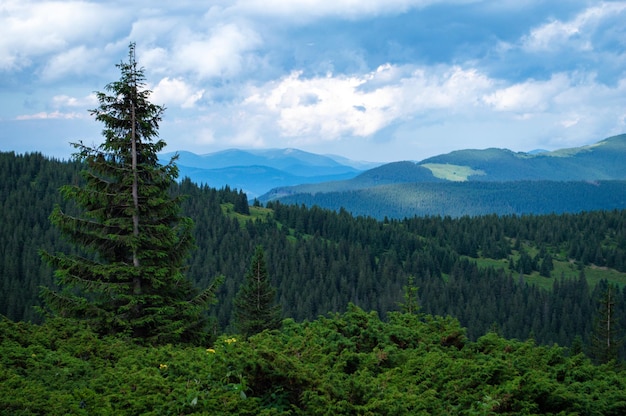 Montagnes des Carpates Panorama des collines verdoyantes dans les montagnes d'été Forêt de montagne verte brumeuse sous le ciel bleu