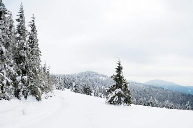 Montagnes des Carpates Ukraine Arbres couverts de givre et de neige dans les montagnes d'hiver Fond enneigé de Noël