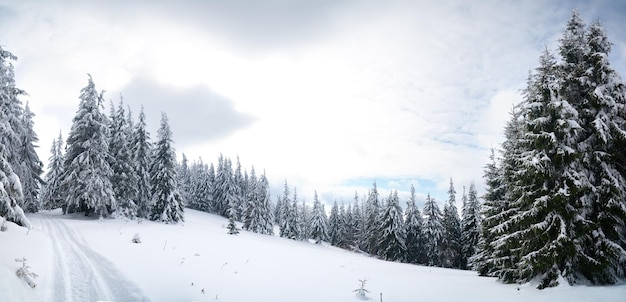 Montagnes des Carpates Ukraine Arbres couverts de givre et de neige dans les montagnes d'hiver Fond enneigé de Noël