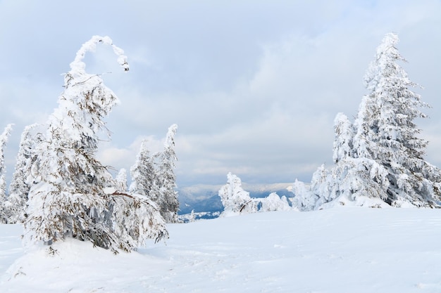 Montagnes des Carpates Ukraine Arbres couverts de givre et de neige dans les montagnes d'hiver Fond enneigé de Noël