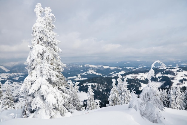 Montagnes des Carpates Ukraine Arbres couverts de givre et de neige dans les montagnes d'hiver Fond enneigé de Noël