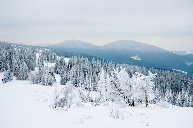 Montagnes des Carpates Ukraine Beau paysage d'hiver La forêt est couverte de neige