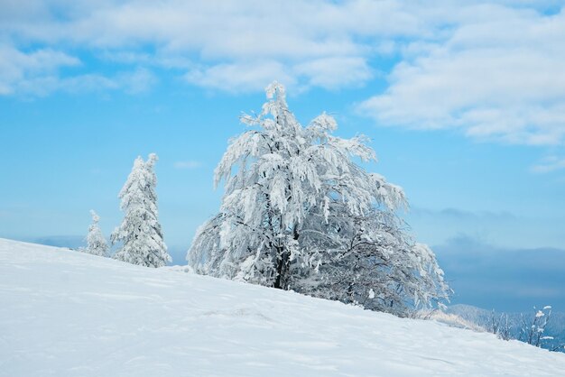 Montagnes des Carpates Ukraine Beau paysage d'hiver La forêt est couverte de neige