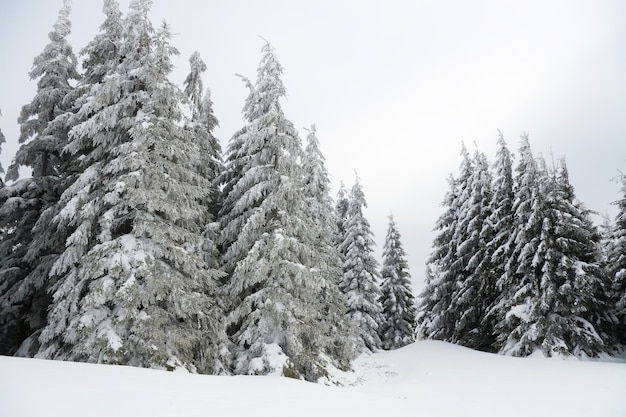 Montagnes des Carpates Ukraine Beau paysage d'hiver La forêt est couverte de neige