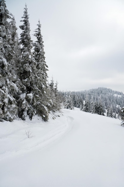 Montagnes des Carpates Ukraine Beau paysage d'hiver La forêt est couverte de neige