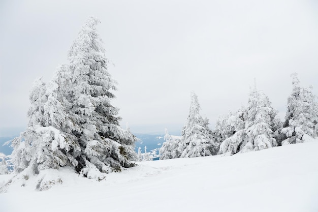 Montagnes des Carpates Ukraine Beau paysage d'hiver La forêt est couverte de neige