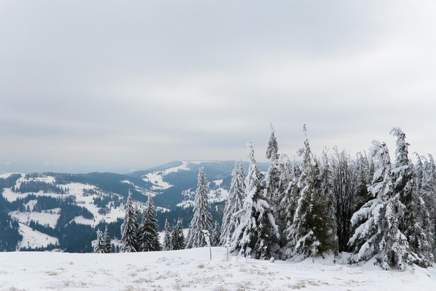 Montagnes des Carpates Ukraine Beau paysage d'hiver La forêt est couverte de neige