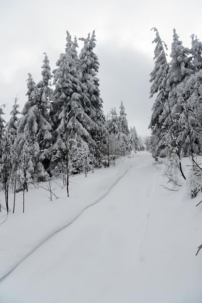 Montagnes des Carpates Ukraine Beau paysage d'hiver La forêt est couverte de neige