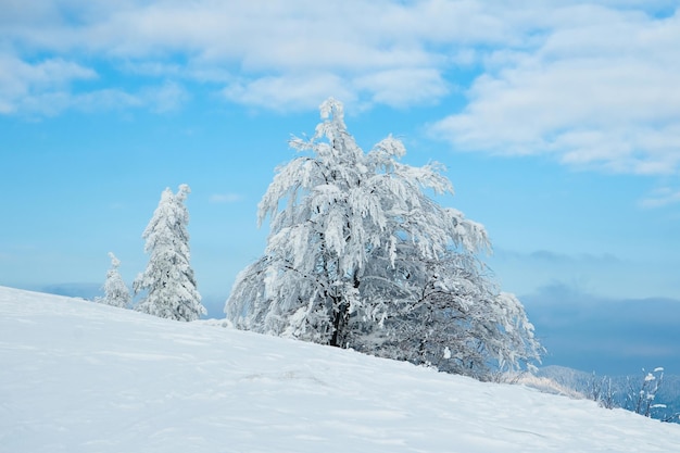 Montagnes des Carpates Ukraine Beau paysage d'hiver La forêt est couverte de neige