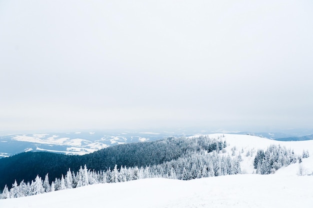 Montagnes des Carpates Ukraine Beau paysage d'hiver La forêt est couverte de neige