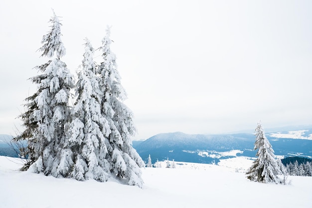 Montagnes des Carpates Ukraine Beau paysage d'hiver La forêt est couverte de neige