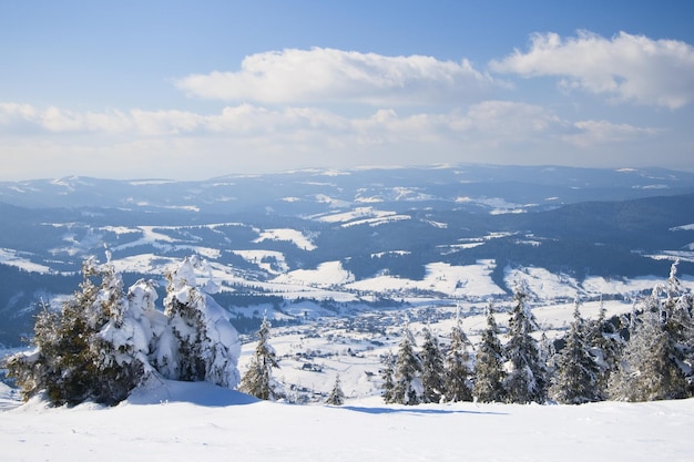 Montagnes des Carpates Ukraine Magnifiques sapins enneigés sur fond de sommets montagneux Vue panoramique sur le paysage hivernal enneigé pittoresque Journée ensoleillée magnifique et calme