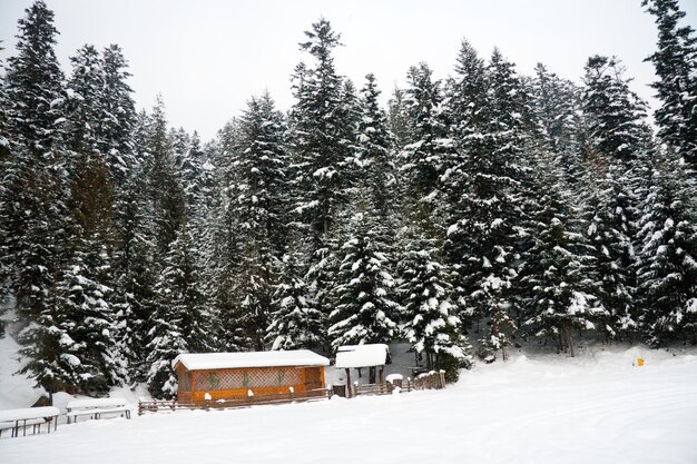 Photo montagnes des carpates ukraine maison en bois de conifères