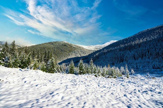 Montagnes et collines des Carpates avec des congères de neige blanche et des arbres à feuilles persistantes illuminés par le soleil éclatant