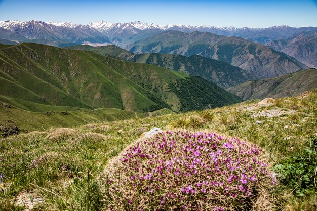 Montagnes couvertes d'arbres verts et d'herbe