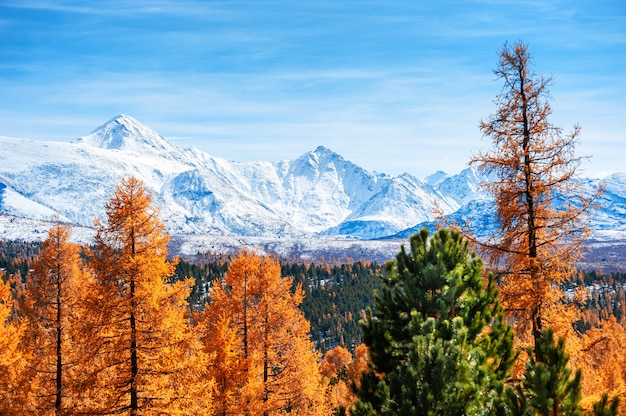 Montagnes couvertes de neige de la crête North-Chuya et forêt d'automne jaune en République de l'Altaï, Sibérie, Russie