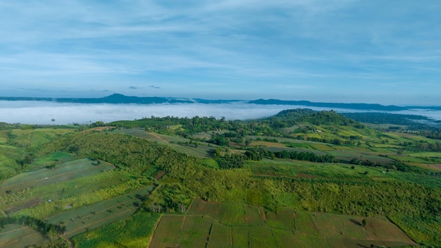 Montagnes dans le brouillard au bel automne à Phetchabun Thaïlande Brouillard vallée de montagne nuages bas forêt ciel coloré avec des pins dans la forêt brumeuse d'épinettes avec un lever de soleil lumineux