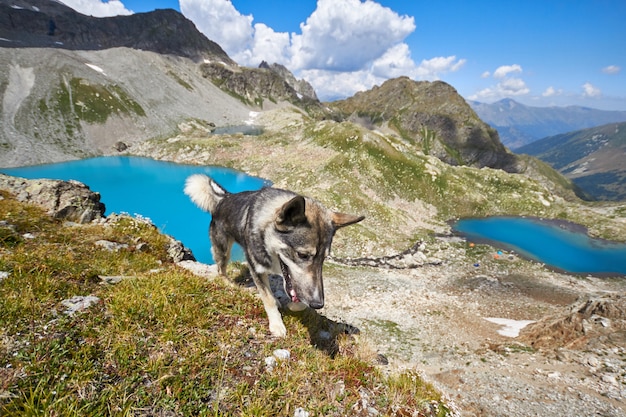 Photo montagnes du lac caucase en été, la fonte de la crête du glacier arkhyz