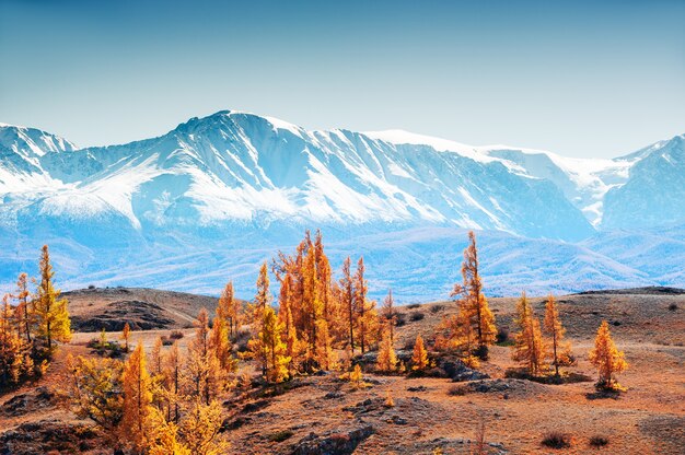 Montagnes enneigées et arbres d'automne jaunes. Steppe de Kurai et vue sur la crête North-Chuya dans l'Altaï, Sibérie, Russie