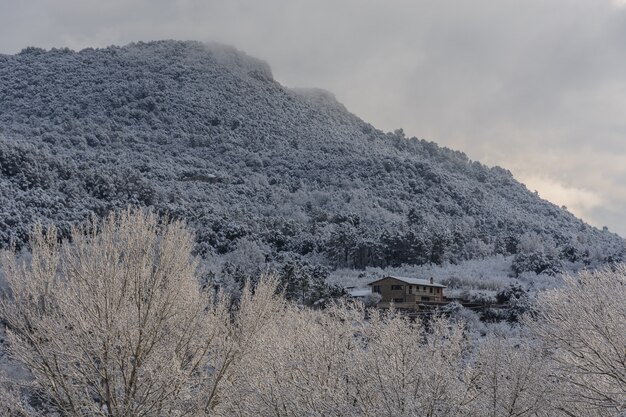 Montagnes enneigées et arbres