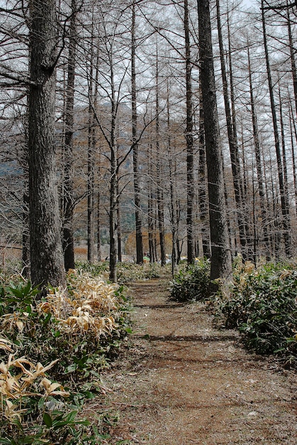 Montagnes enneigées en arrière-plan et chemin entre les arbres en scène d'hiver à Kamikochi, au Japon.