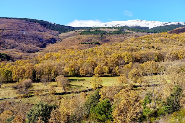 Montagnes enneigées et paysage verdoyant avec arbres et vaches paissant tranquillement sur l'herbe. Guadarrama.