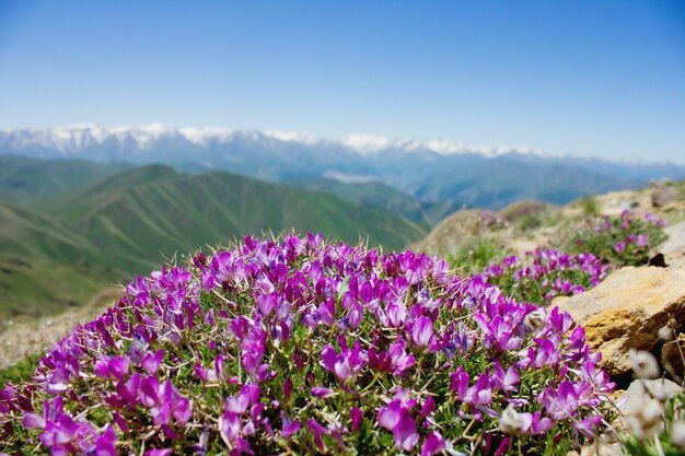 Montagnes sur fond de fleur de montagne sous un ciel bleu