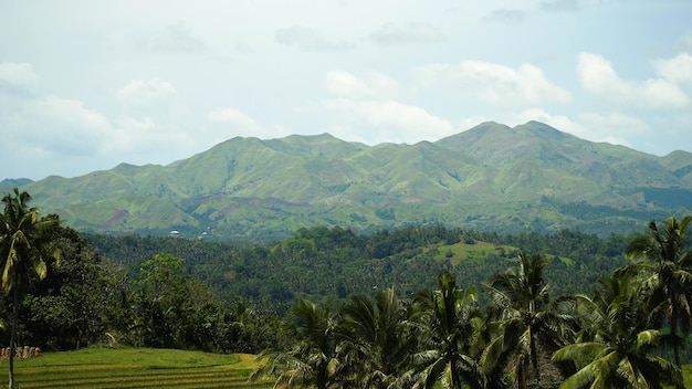 Montagnes avec forêt tropicale Philippines Bohol Island