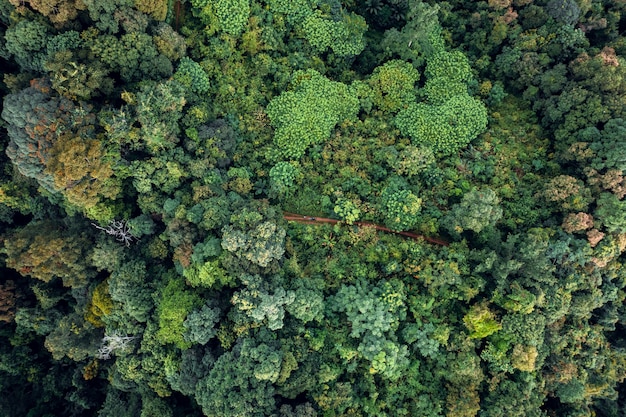 Montagnes et forêt verte le soir, vue plongeante