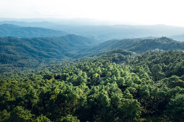 Montagnes et forêts vertes d'été d'en haut