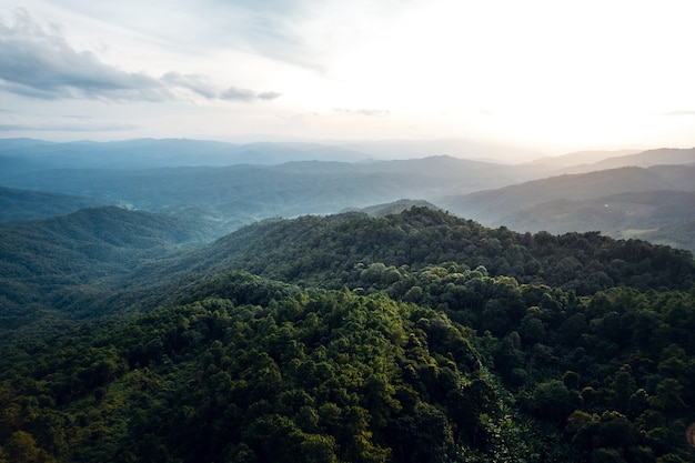 Montagnes et forêts vertes d'été d'en haut