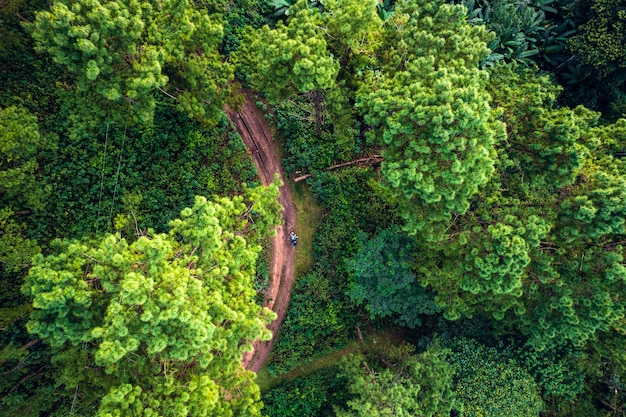 Montagnes et forêts vertes d'été d'en haut