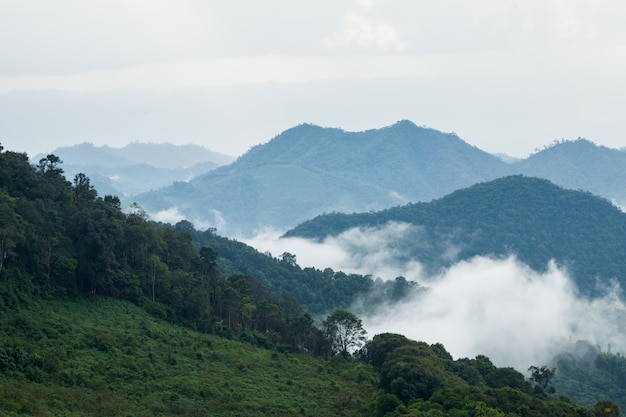 Montagnes et forêts