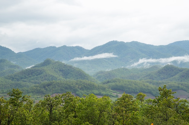 Montagnes et forêts