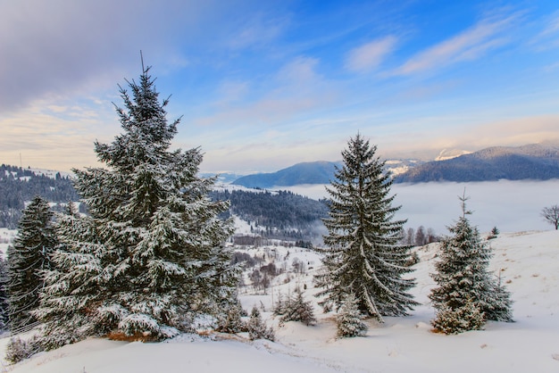 Montagnes d'hiver des Carpates