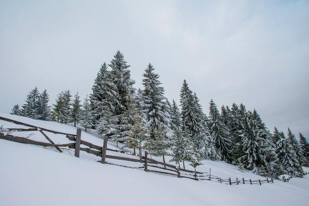 Montagnes d'hiver des Carpates