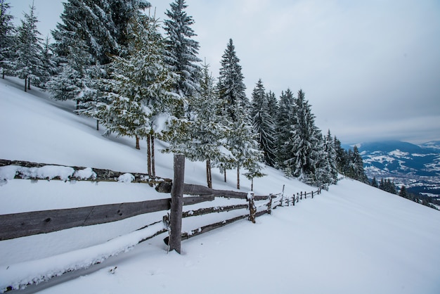 Montagnes d'hiver des Carpates