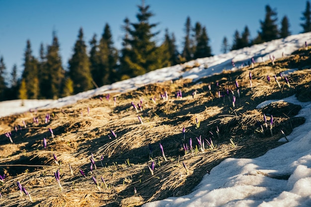 Montagnes d'hiver dans la neige forêt de conifères printemps prairie enneigée