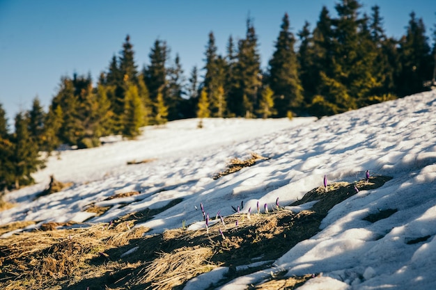 Montagnes d'hiver dans la neige forêt de conifères printemps prairie enneigée