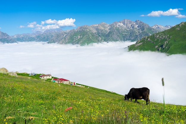 Montagnes Kackar Rize Turquie