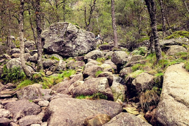 Montagnes Norvégiennes Avec Des Rochers, Des Arbres Et De L'herbe Verte