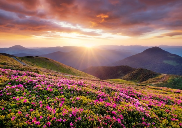 Montagnes pendant la floraison des fleurs et le lever du soleil Fleurs sur les collines de la montagne Beau paysage naturel à l'heure d'été Mountainimage