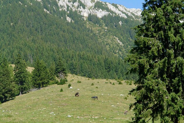 Photo les montagnes de piatra craiului