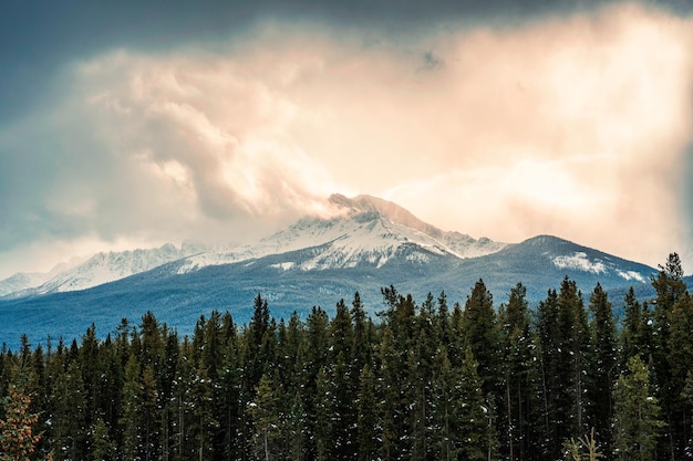 Montagnes Rocheuses avec la lumière du soleil qui brille dans la forêt de pins à la campagne