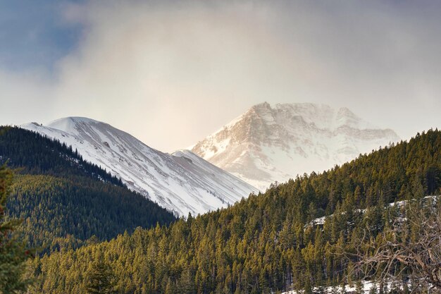 Montagnes Rocheuses avec la lumière du soleil qui brille dans la forêt de pins à la campagne