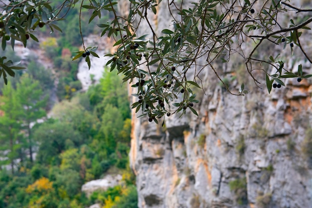 Montagnes Rocheuses en Turquie Olivier dans les montagnes