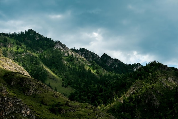 Les montagnes sont couvertes d'arbres verts Pins Arbres de Noël dans les montagnes La nature du Canada La nature de la Russie La nature des États-Unis