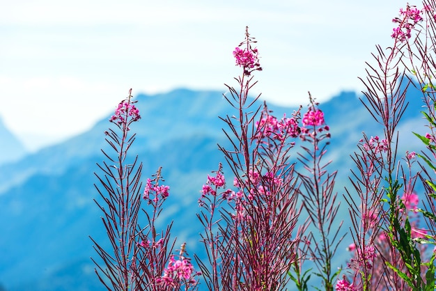 Montagnes suisses Apls en été avec des fleurs roses sauvages au premier plan