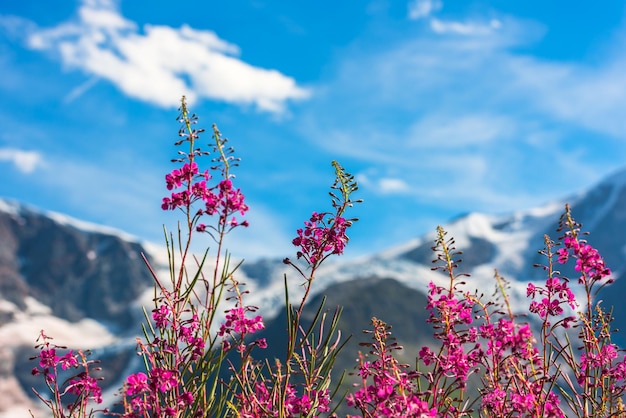 Montagnes suisses Apls en été avec des fleurs roses sauvages au premier plan