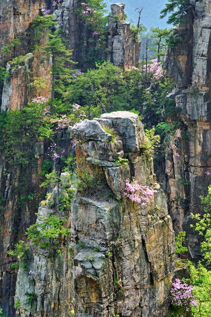 Photo les montagnes de zhangjiajie en chine